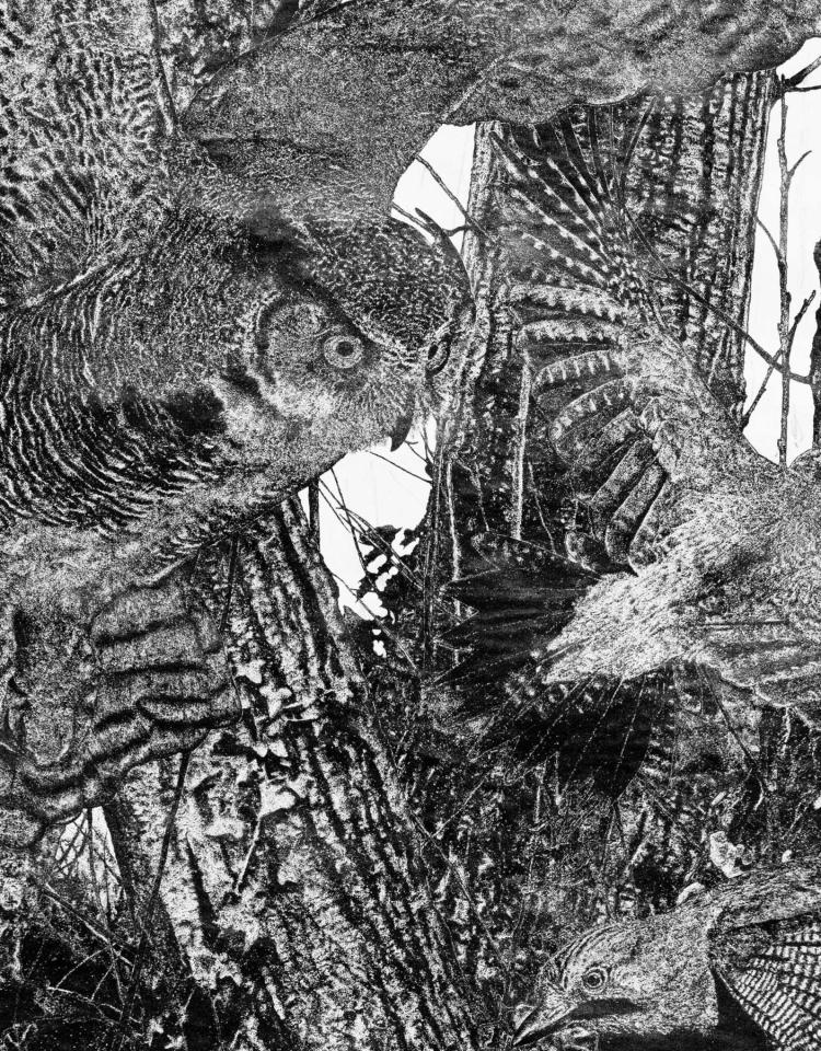 Quentin Montagne - Into the Woods
